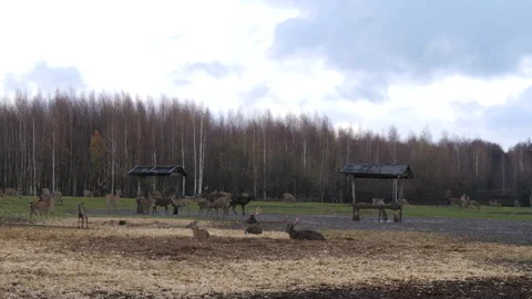 Forest deer walk through the forest, animals on pasture Stock Footage 144574757