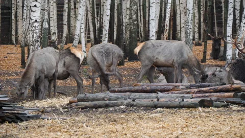 Forest deer walk through the forest, animals on pasture Stock Footage 144574913