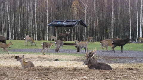 Forest deer walk through the forest, animals on pasture Stock Footage 144574914