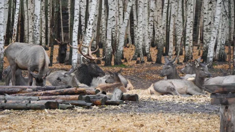 Forest deer walk through the forest, animals on pasture Stock Footage 144574972
