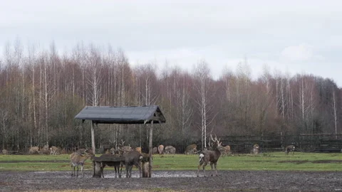 Forest deer walk through the forest, animals on pasture Stock Footage 144575356
