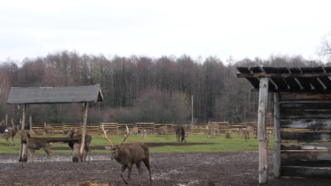 Forest deer walk through the forest, animals on pasture Stock Footage 144575402