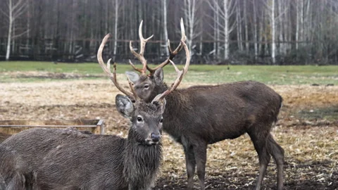 Forest deer walk through the forest, animals on pasture Stock Footage 144575459