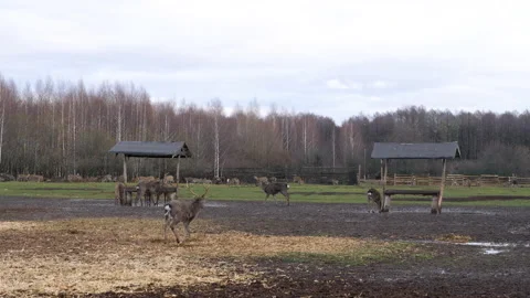 Forest deer walk through the forest, animals on pasture Stock Footage 144575491
