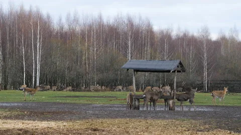 Forest deer walk through the forest, animals on pasture Stock Footage 144575542