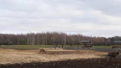 Forest deer walk through the forest, animals on pasture Stock Footage 144575748