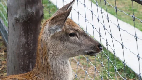 Forest deer walk through the forest, animals on pasture Stock Footage 144575879