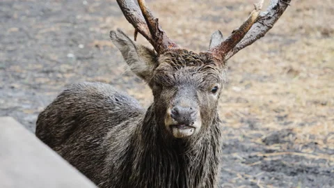 Forest deer walk through the forest, animals on pasture Stock Footage 144576018