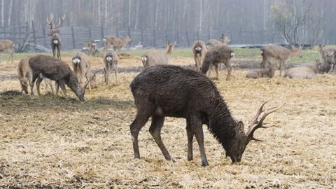Forest deer walk through the forest, animals on pasture Stock Footage 144576107