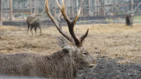 Forest deer walk through the forest, animals on pasture Stock Footage 144576155