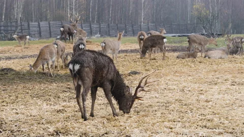Forest deer walk through the forest, animals on pasture Stock Footage 144576275
