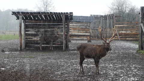 Forest deer walk through the forest, animals on pasture Stock Footage 144576471