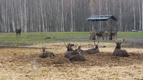 Forest deer walk through the forest, animals on pasture Stock Footage 144576536