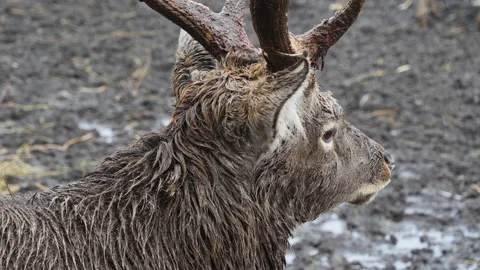 Forest deer walk through the forest, animals on pasture Stock Footage 144576660