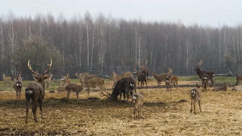 Forest deer walk through the forest, animals on pasture Stock Footage 144576787