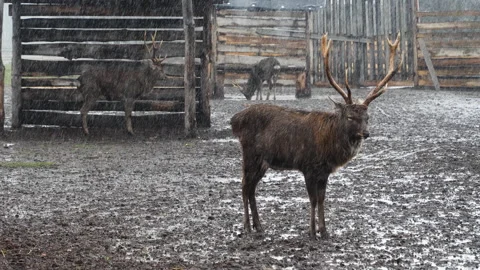 Forest deer walk through the forest, animals on pasture Stock Footage 144576909