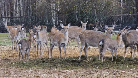 Forest deer walk through the forest, animals on pasture Stock Footage 144577165