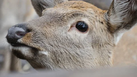 Forest deer walk through the forest, animals on pasture Stock Footage 144577328