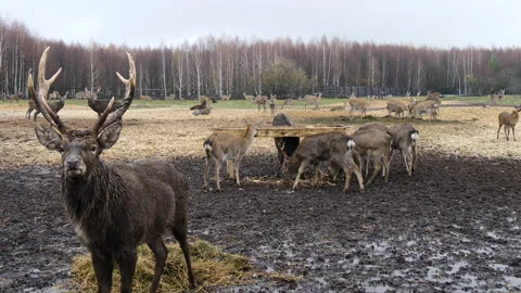 Forest deer walk through the forest, animals on pasture Stock Footage 144577419