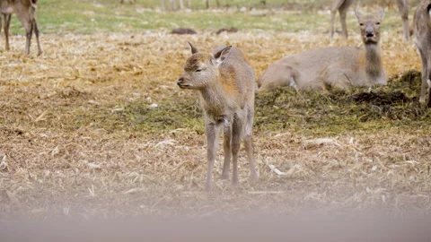 Forest deer walk through the forest, animals on pasture Stock Footage 144577583