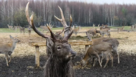 Forest deer walk through the forest, animals on pasture Stock Footage 144577622