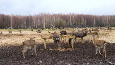 Forest deer walk through the forest, animals on pasture Stock Footage 144577708