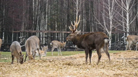 Forest deer walk through the forest, animals on pasture Stock Footage 144577933