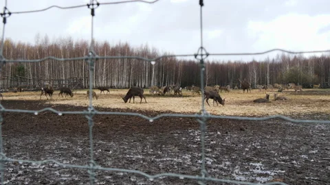 Forest deer walk through the forest, animals on pasture Stock Footage 144578043