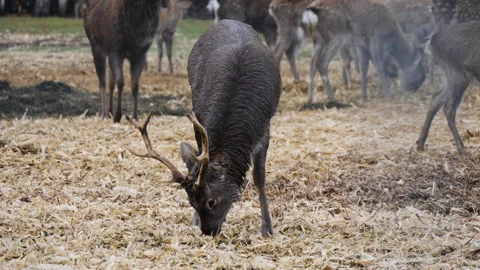 Forest deer walk through the forest, animals on pasture Stock Footage 144578403