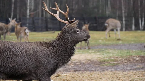 Forest deer walk through the forest, animals on pasture Stock Footage 144578433