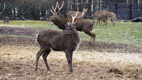 Forest deer walk through the forest, animals on pasture Stock Footage 144578532