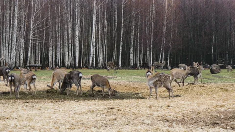 Forest deer walk through the forest, animals on pasture Stock Footage 144578653