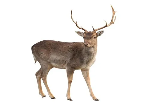 Forest deer on a white background Stock-Illustration