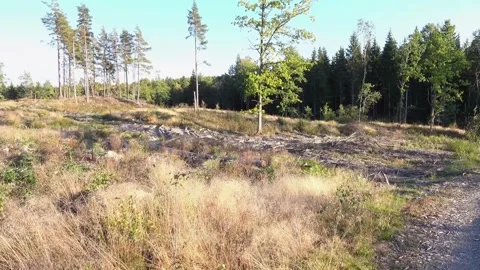Forest with deforestation Stock Footage 285084991