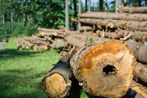 Forest deforestation Stock Photos