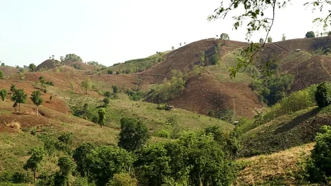 Forest degradation Видео 91414243