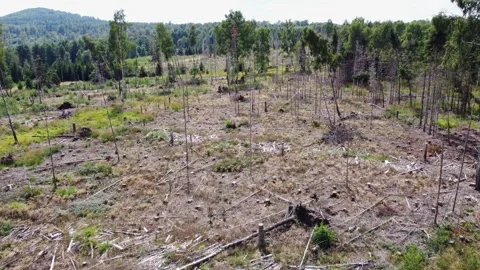 Forest degradation Stock Footage 316405944