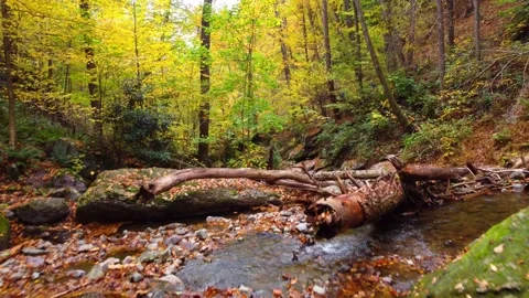 Forest Delaware Water Gap River Video stock 164506507