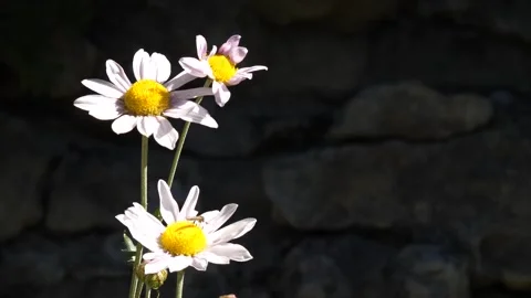 Forest dendranthema in front of the rocks Stock Footage 280604152