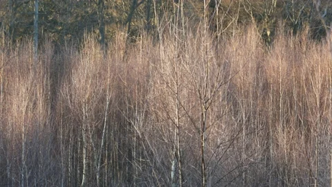 Forest in Denmark Stock Footage 154580934