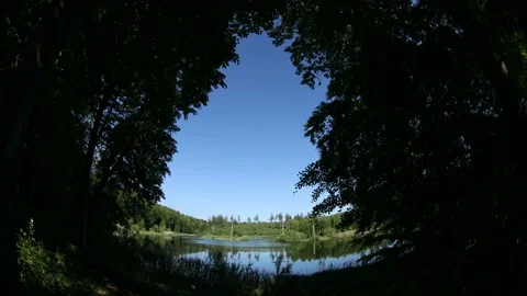 Forest in Denmark Stock Footage 164616558