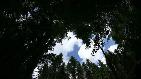 Forest in Denmark Stock Footage 164873231