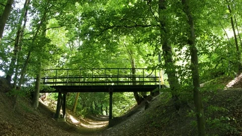 Forest in Denmark Stock Footage 164876302