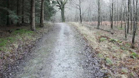 Forest in Denmark Stock Footage 166050120