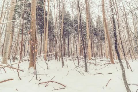 Forest in Denmark with snow Stock Photos