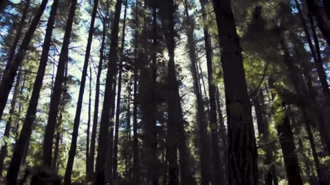 Forest of dense trees in Andalusia Stock Footage 160931496