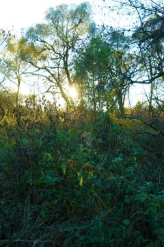 Forest with dense vegetation with the last rays of the sun Stock Photos