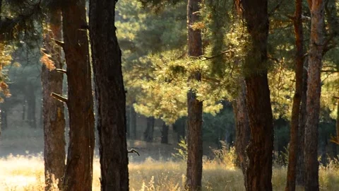 Forest depth 動画素材 164113048