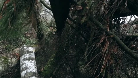 Forest depths with a moss, branches, trees. Zoom in and rotate in slow motion Stock Footage 165213336