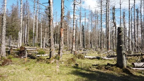 Forest destroyed from bark beetle infestation Stock Footage 107926490